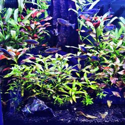 Aquatic Aquarium Plants🌱