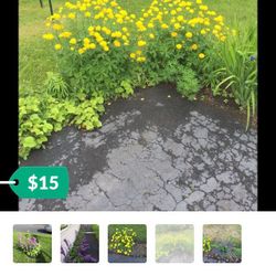 Assorted perinnials started at $18 And up