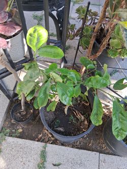 LIMA DULCE (sweet lime) PLANTA EN  MACETA $10 cada una