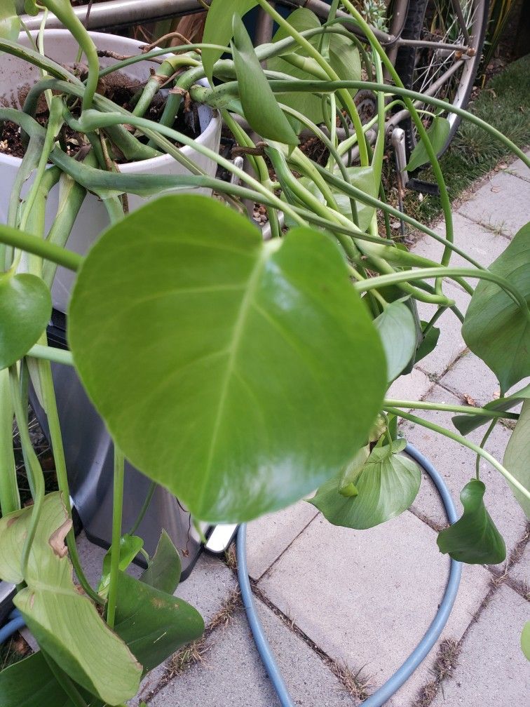 Plant In Door