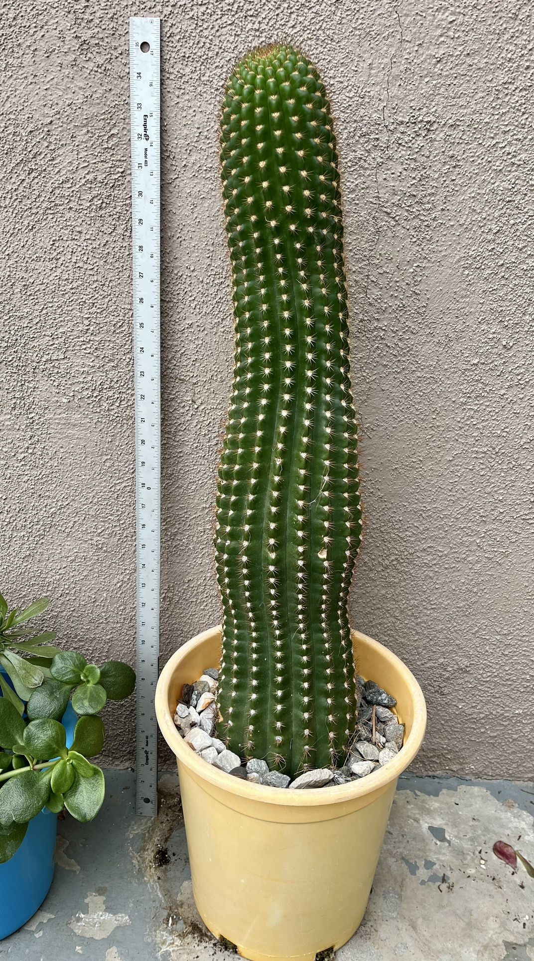 San Pedro Cactus (Echinopsis pachanoi): A 26"-35" rooted San Pedro cactus was listed at $148.95.
