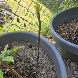 Garden Plant Fig Tree 