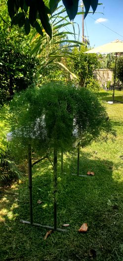 #9  large 5al Sprenger Fern