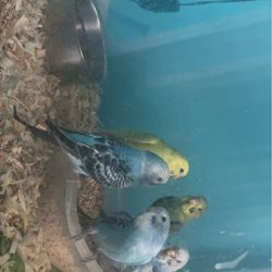 Birds love to play and have fun  Budgies are friendly There are ages less than a month to a year