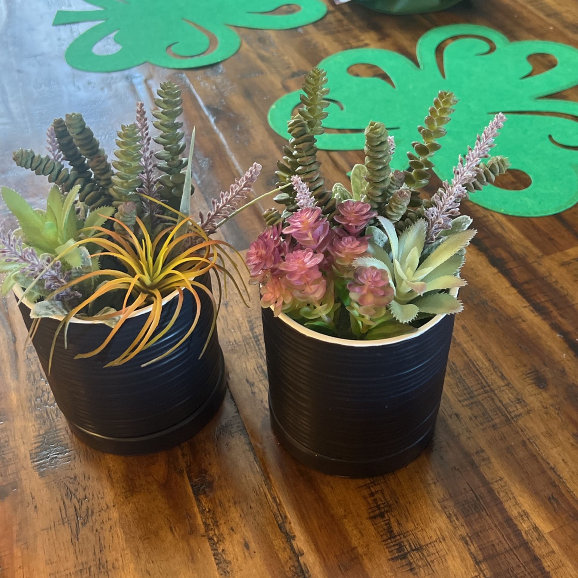 Cute Succulents Both For 5 Dollars 