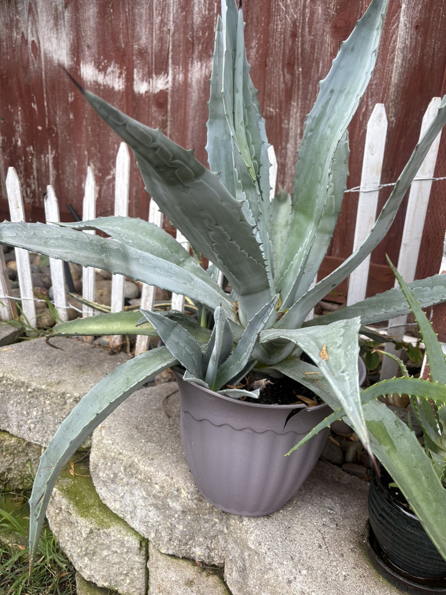 2 Blue Agaves