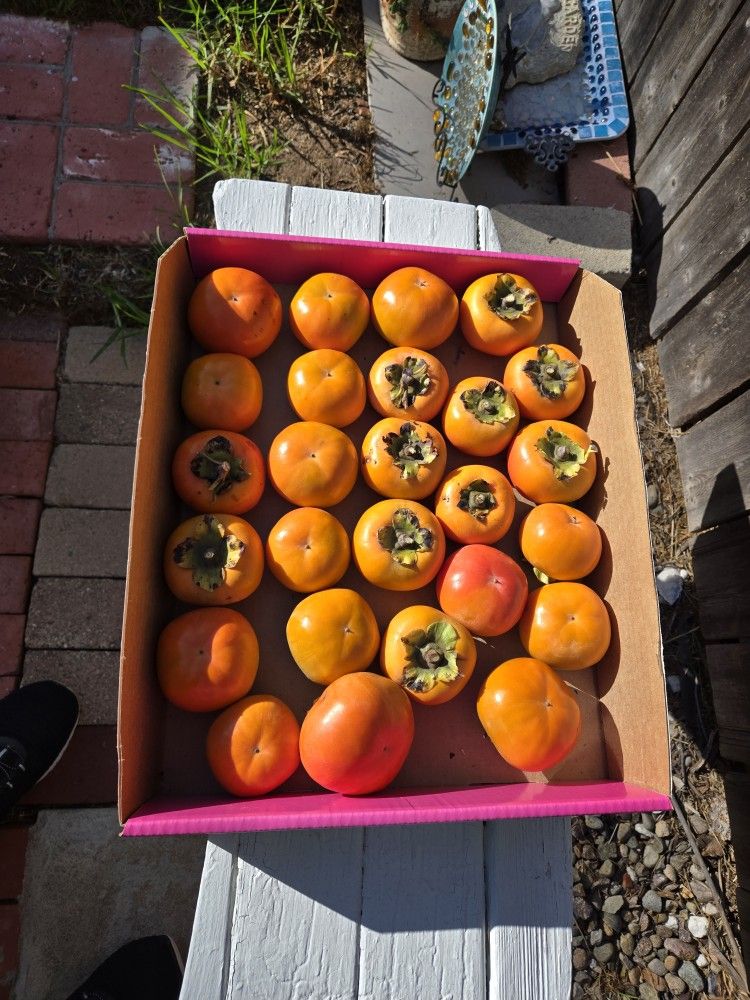 Fuyu Persimmons, Tree ripe, No pesticides or sprays, very sweet!