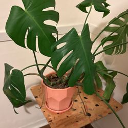Monstera In Pot
