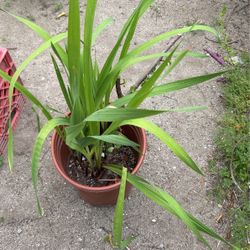 Live Plant Rooted Potted 5 Gallon Pot