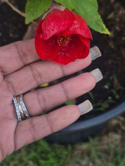 RED CHINESE  LANTERN  LIVE  PLANT