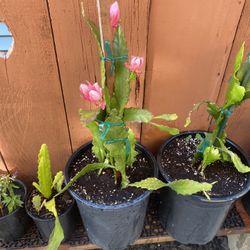 Epiphyllum Plants