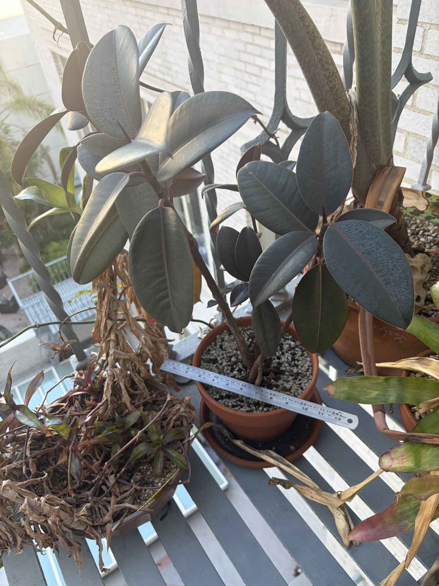 plant - ficus elastica