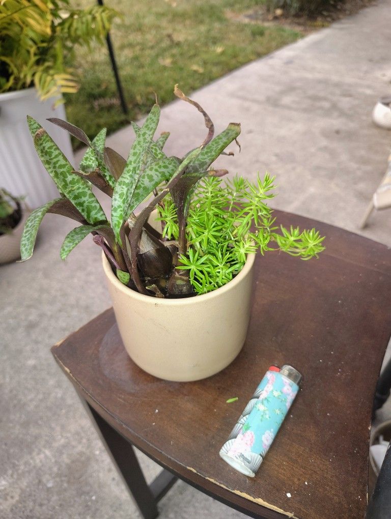 Accent Plant Lemon Coral