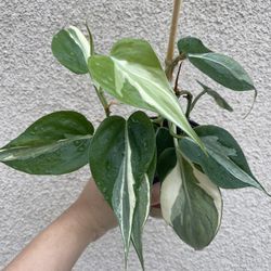 Beautiful Philodendron Rio Plant 