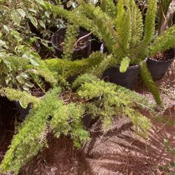 Fox tail fern