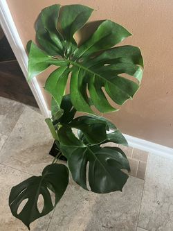 Monstera Deliciosa Plant (pls Read Description Below)