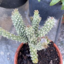 Rooted Mini Cholla Plant