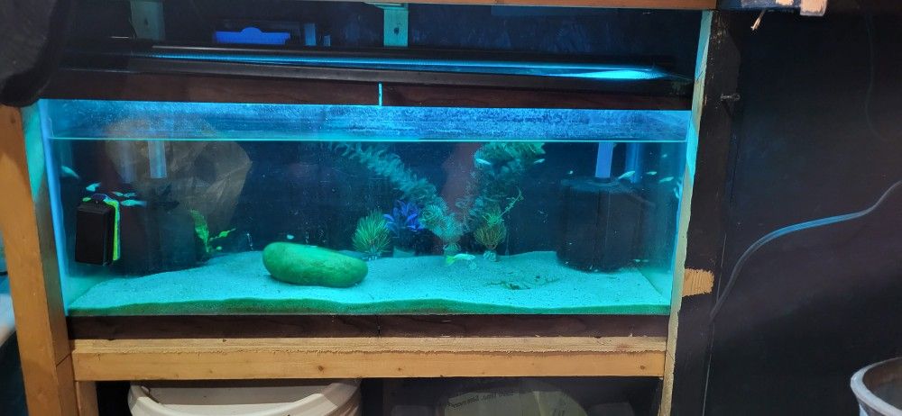 Fish Tank Aquarium 