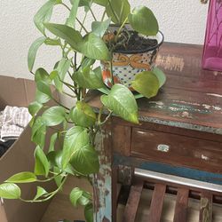 Plants+ Pots To Sell