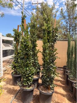 Waxleaf privet 15 gal
