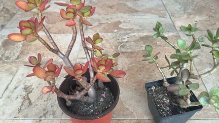 Red & Green Jade Money Tree 🌹🌿 $18 each or 2 for $29