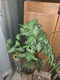 Faux plants