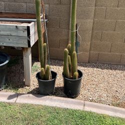 Orgen Pipe Deferent Sizes  