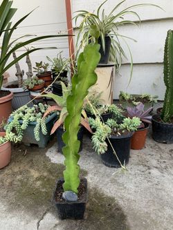 Dragon fruit cactus strawberry pear plant Hylocereus Pitaya