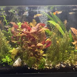 2 Complete Freshwater Aquarium Set UPS Live Plants Etc…