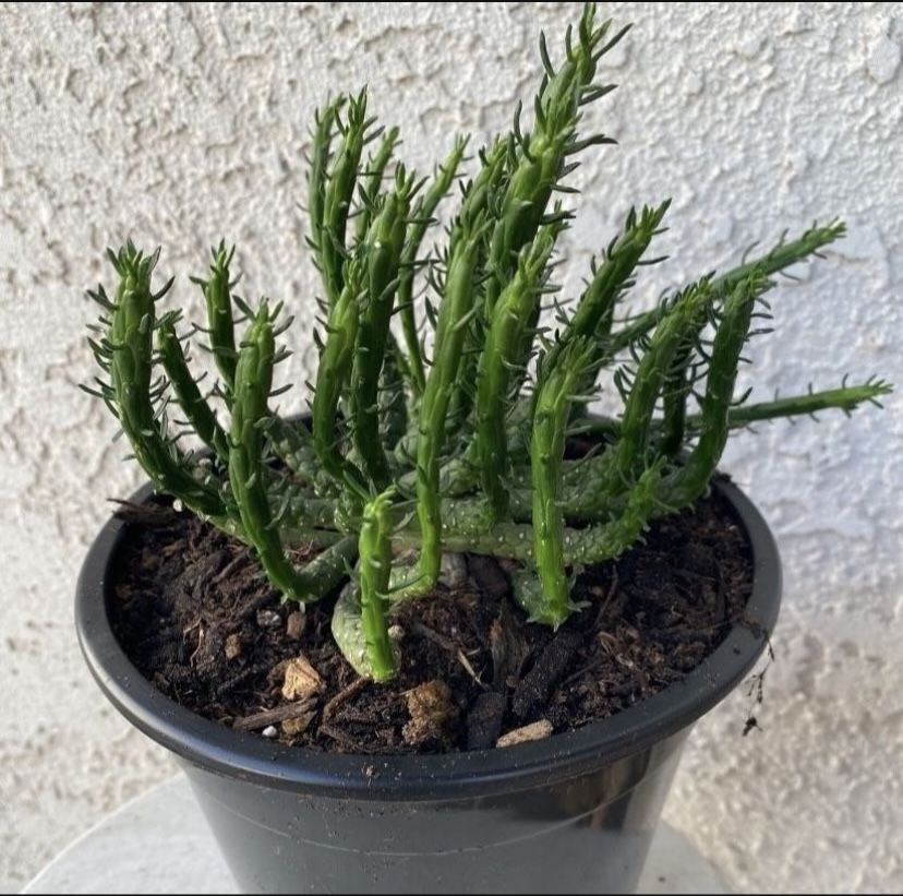 1.5 Gallon Pot Rare Succulent Plant - Medusa Head - Euphorbia Flanaganii - Drought Resistant - Ground Covering Succulent - Yellow Flowers 🪴