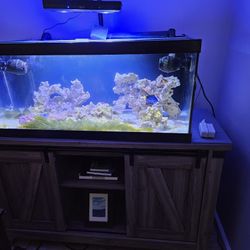 40 GALLON SALT WATER FISH TANK