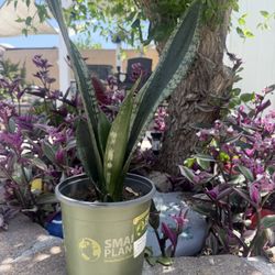 Snake Plant Silver Edge 
