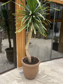 Big Plant
