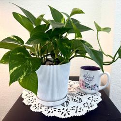 Pothos Plant in White or Black pot each $12