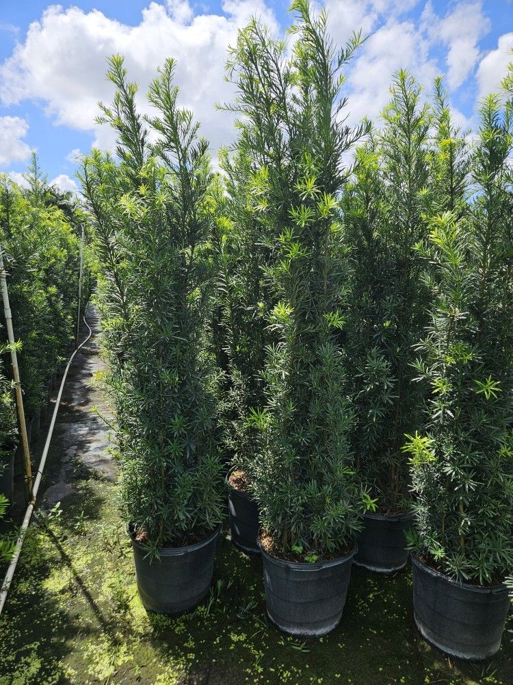 huge Podocarpus 7 feet tall Instant Privacy Hedge For Fence Green Full