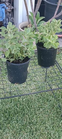 Potted  Oregano Oregon Plant $10 Each