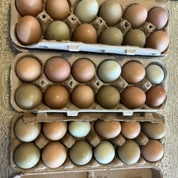 Organic Fresh Eggs 🪺