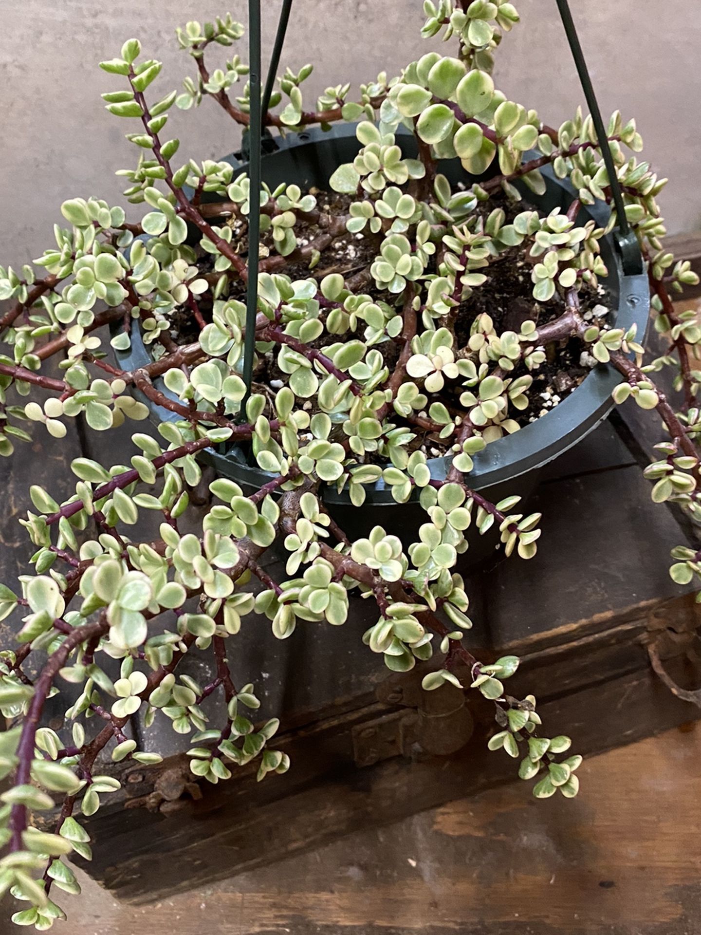 Variegated Elephant Plant