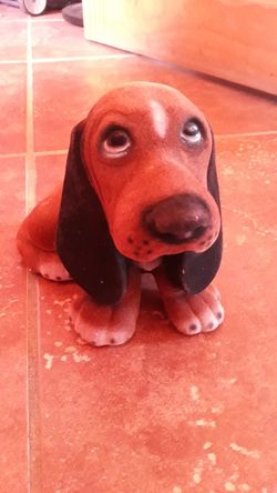 PIG BAN ""CUTE DOG """"