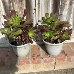 Suculenta Plants 6” 8” Pots