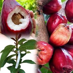 Malay Apple  Pomerac ethioti Apple Airlayered Trees 🌳 arboles  de  Pomarosa Injertados