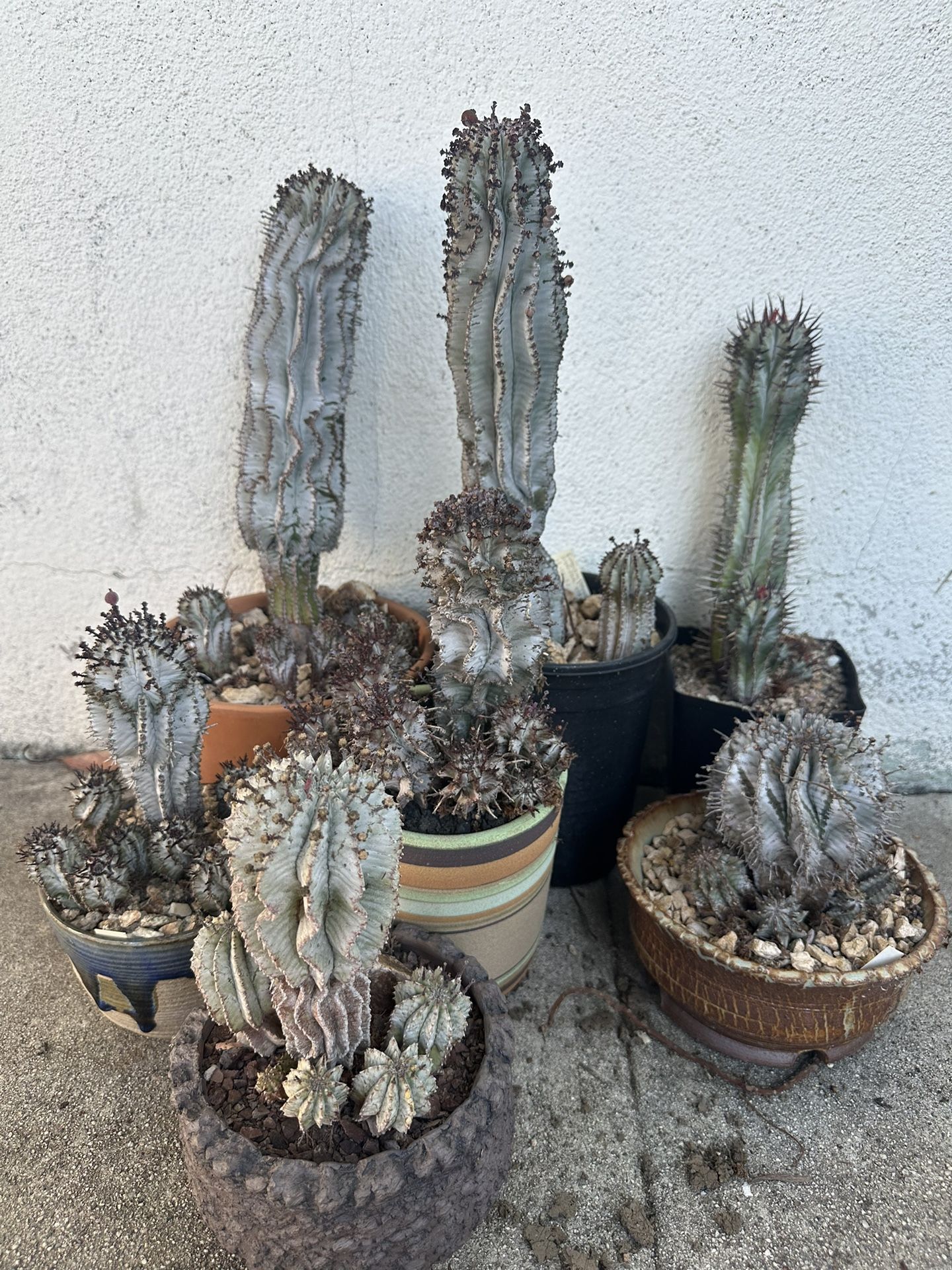 Euphorbia Snowflakes