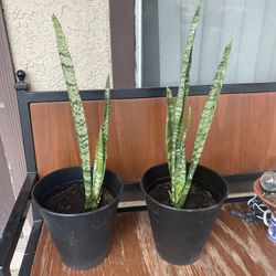 Snake Plants 