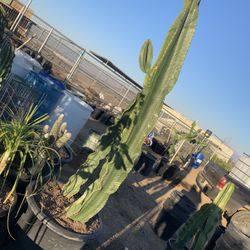 Cactus 🌵