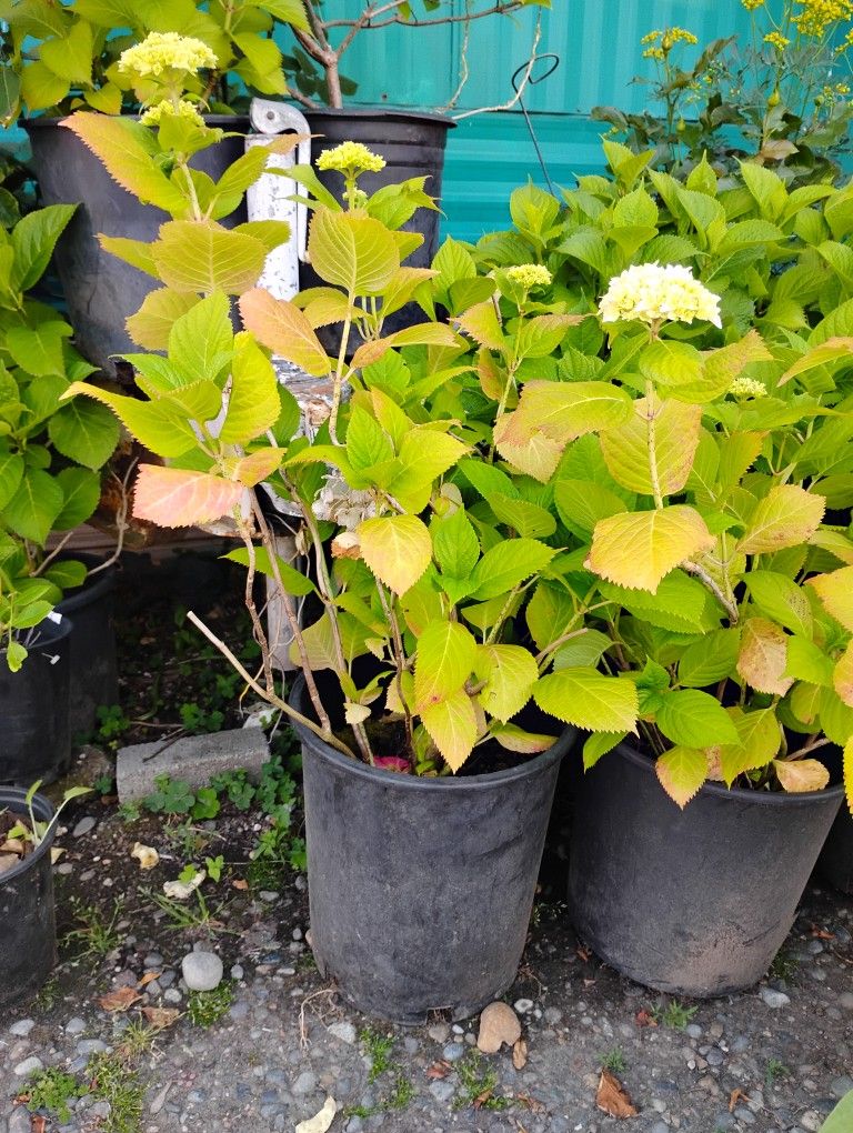 Large Hydrangea Plant