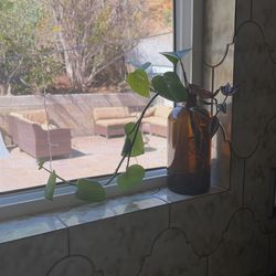 pothos propagation