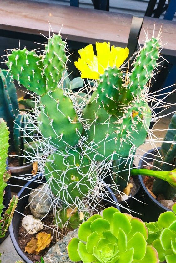 Paper Spine Prickly Pear Cactus with Beautiful Yellow Flowers - 2' ft. Tall! 🌵