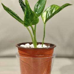 Rare Shangri-La Pothos