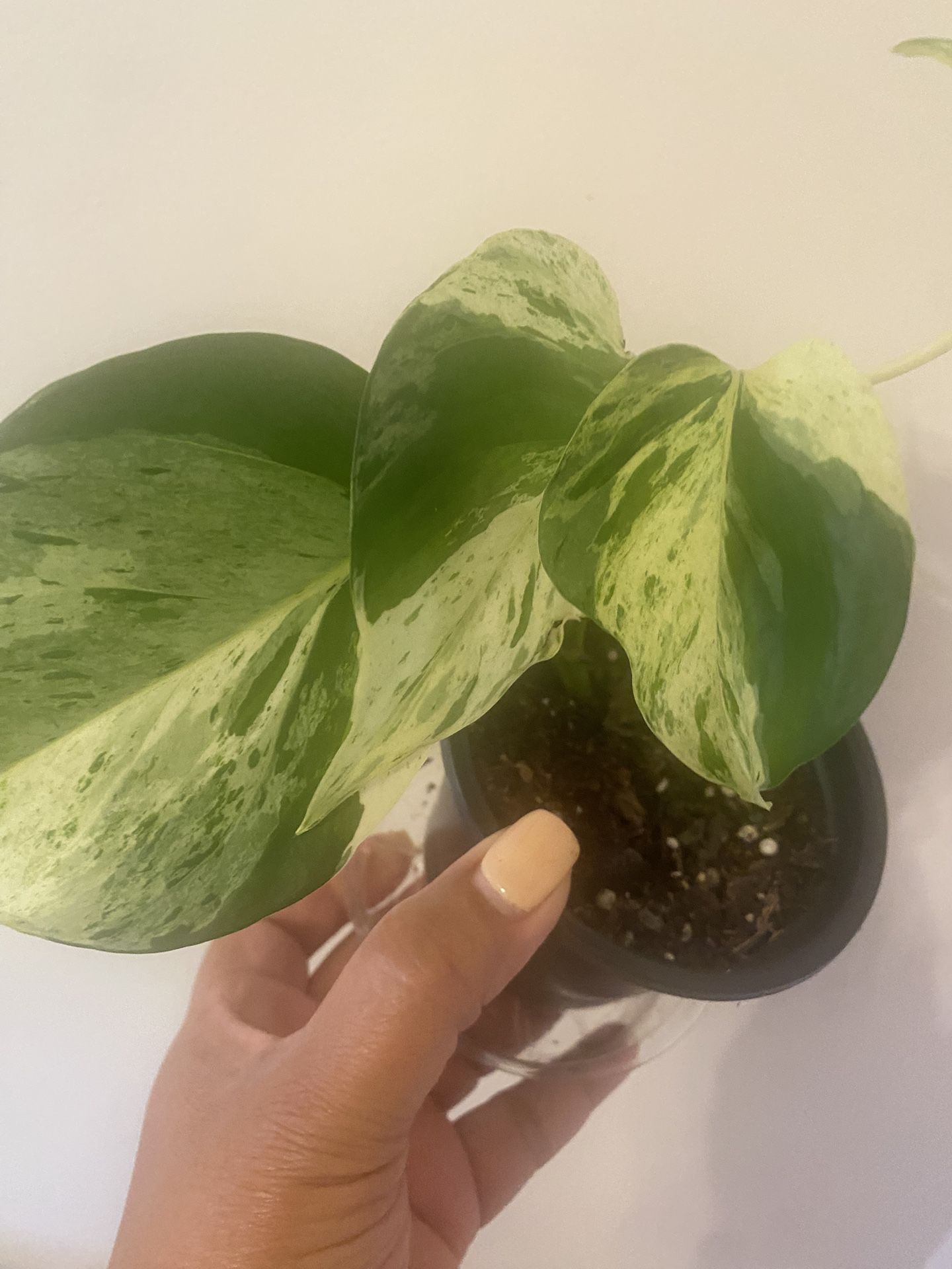Marble queen pothos in 4” pot
