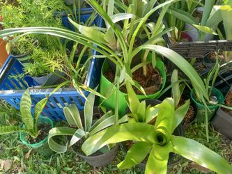 Plants